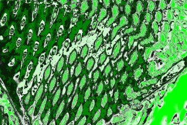 soyut yeşil doku, arkaplan, duvar kağıdını kopyala