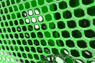 soyut yeşil doku, arkaplan, duvar kağıdını kopyala