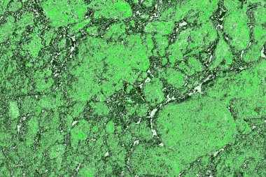 soyut yeşil doku, arkaplan, duvar kağıdını kopyala