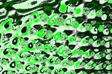 soyut yeşil doku, arkaplan, duvar kağıdını kopyala