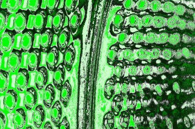 soyut yeşil doku, arkaplan, duvar kağıdını kopyala