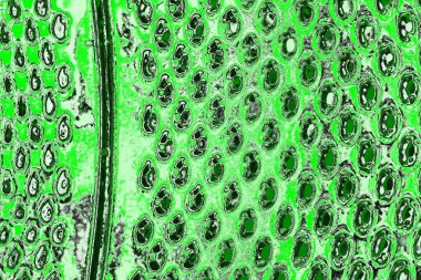 soyut yeşil doku, arkaplan, duvar kağıdını kopyala