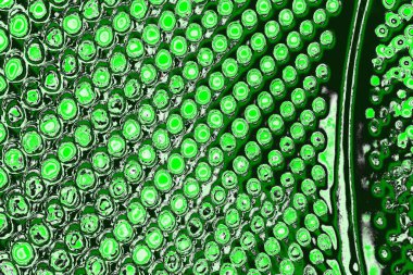 soyut yeşil doku, arkaplan, duvar kağıdını kopyala