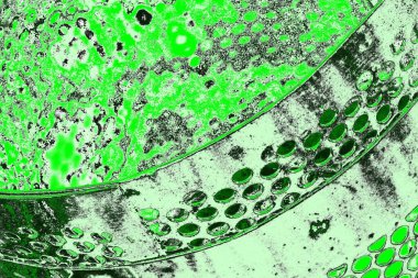 soyut yeşil doku, arkaplan, duvar kağıdını kopyala