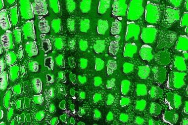 soyut yeşil doku, arkaplan, duvar kağıdını kopyala