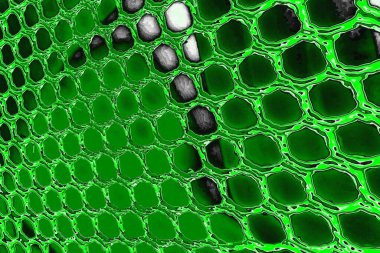 soyut yeşil doku, arkaplan, duvar kağıdını kopyala