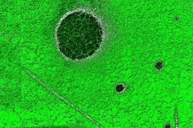 soyut yeşil doku, arkaplan, duvar kağıdını kopyala