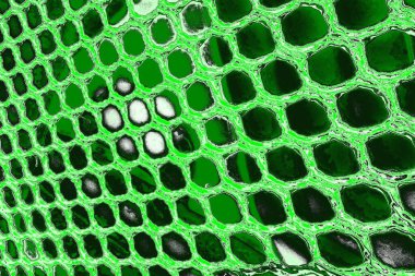 soyut yeşil doku, arkaplan, duvar kağıdını kopyala