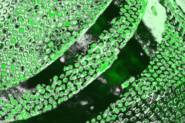 soyut yeşil doku, arkaplan, duvar kağıdını kopyala