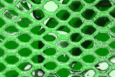 soyut yeşil doku, arkaplan, duvar kağıdını kopyala