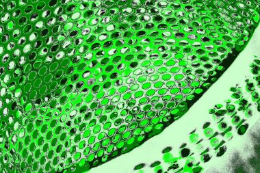 soyut yeşil doku, arkaplan, duvar kağıdını kopyala