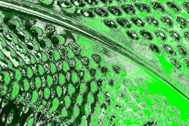 soyut yeşil doku, arkaplan, duvar kağıdını kopyala