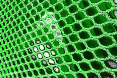 soyut yeşil doku, arkaplan, duvar kağıdını kopyala