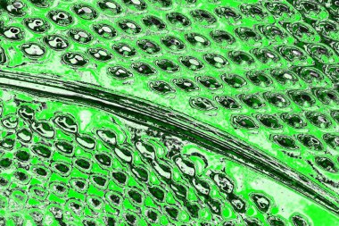 soyut yeşil doku, arkaplan, duvar kağıdını kopyala