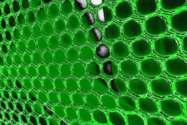 soyut yeşil doku, arkaplan, duvar kağıdını kopyala