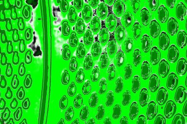 soyut yeşil doku, arkaplan, duvar kağıdını kopyala