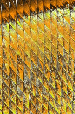 Kırmızı sarı ve siyah renkli kirli duvar, desenli arka plan.