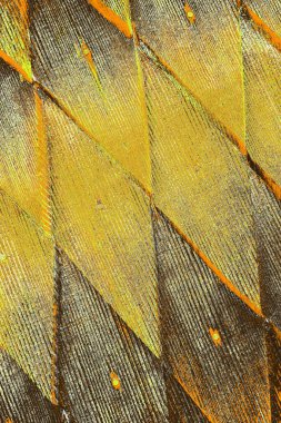 Kırmızı sarı ve siyah renkli kirli duvar, desenli arka plan.