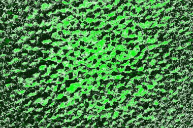 soyut yeşil doku, arkaplan, duvar kağıdını kopyala