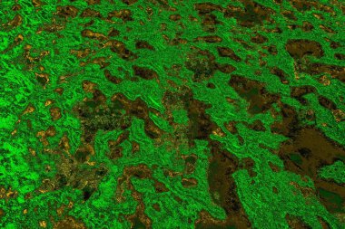 soyut yeşil doku arkaplanı, boşluk duvar kağıdını kopyala