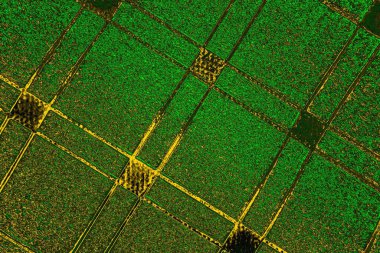 soyut yeşil doku arkaplanı, boşluk duvar kağıdını kopyala