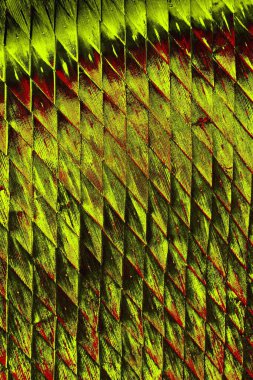  grunge arkaplanı, boşluk duvar kağıdını kopyala, soyut renkli doku arkaplanı