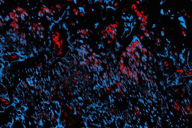 soyut mavi ve kırmızı doku, grunge arkaplan, boşluk duvar kağıdını kopyala