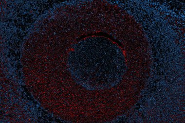 soyut mavi ve kırmızı doku, grunge arkaplan, boşluk duvar kağıdını kopyala