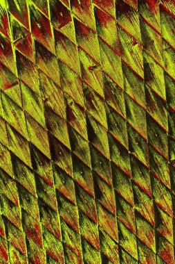  grunge arkaplanı, boşluk duvar kağıdını kopyala, soyut renkli doku arkaplanı