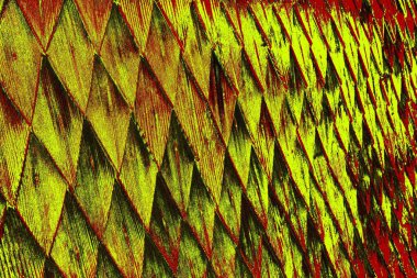  grunge arkaplanı, boşluk duvar kağıdını kopyala, soyut renkli doku arkaplanı