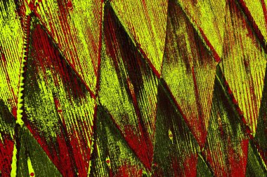  grunge arkaplanı, boşluk duvar kağıdını kopyala, soyut renkli doku arkaplanı