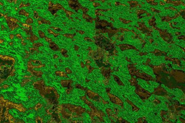 soyut yeşil doku arkaplanı, boşluk duvar kağıdını kopyala