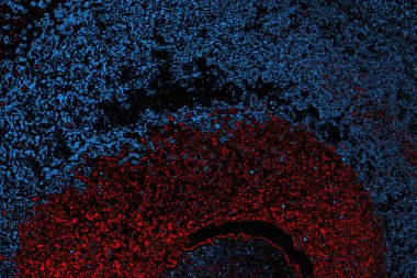 soyut mavi ve kırmızı doku, grunge arkaplan, boşluk duvar kağıdını kopyala