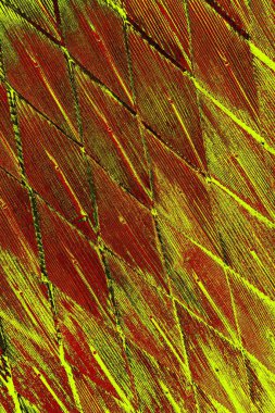  grunge arkaplanı, boşluk duvar kağıdını kopyala, soyut renkli doku arkaplanı