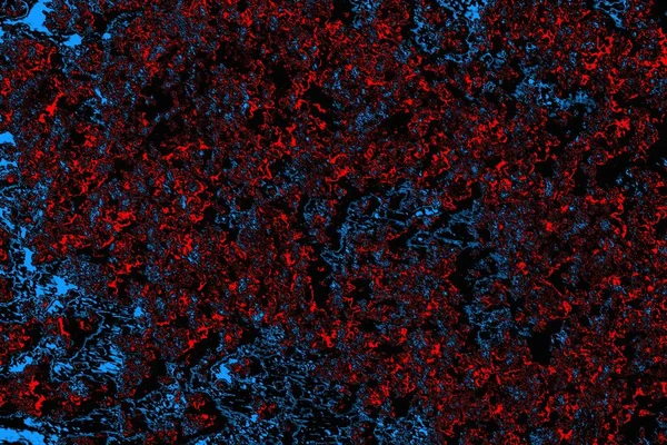 soyut mavi ve kırmızı doku, grunge arkaplan, boşluk duvar kağıdını kopyala