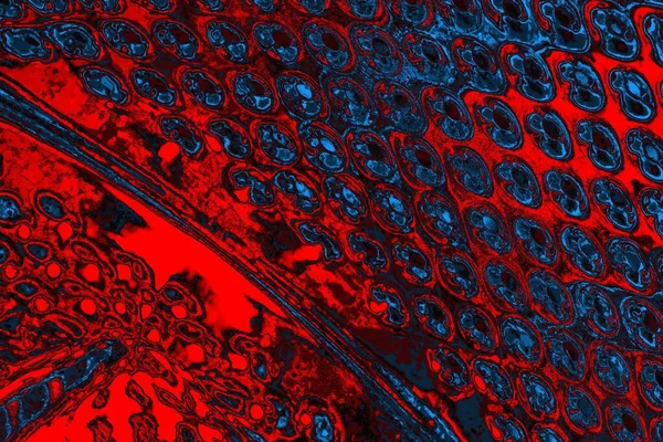 soyut mavi ve kırmızı doku, grunge arkaplan, boşluk duvar kağıdını kopyala