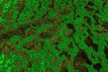 soyut yeşil doku arkaplanı, boşluk duvar kağıdını kopyala