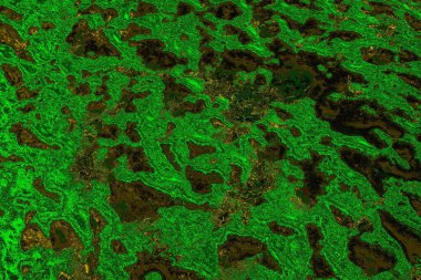 soyut yeşil doku arkaplanı, boşluk duvar kağıdını kopyala