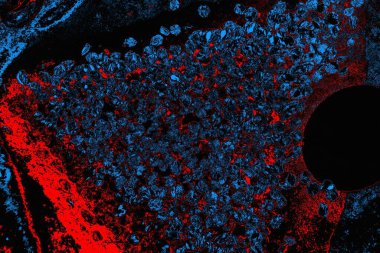 soyut mavi ve kırmızı doku, grunge arkaplan, boşluk duvar kağıdını kopyala