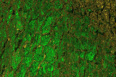 Soyut renk dokusu, grunge arkaplanı, boşluk duvar kağıdını kopyala