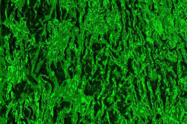 soyut yeşil doku arkaplanı, boşluk duvar kağıdını kopyala