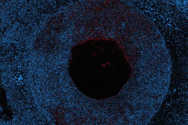 soyut mavi ve kırmızı doku, grunge arkaplan, boşluk duvar kağıdını kopyala