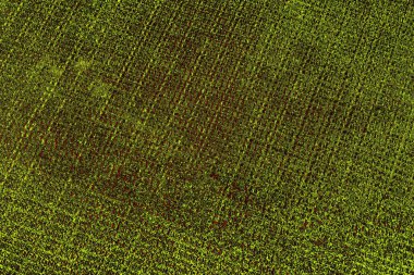 Boşluk duvar kağıdını, grunge arkaplanını, soyut renkli doku arkaplanını kopyala