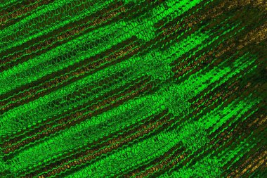 soyut yeşil doku arkaplanı, boşluk duvar kağıdını kopyala