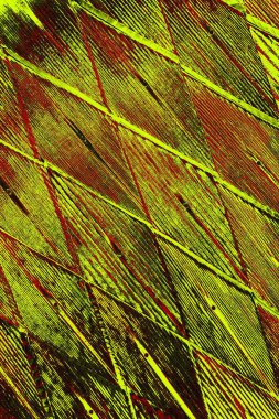  grunge arkaplanı, boşluk duvar kağıdını kopyala, soyut renkli doku arkaplanı