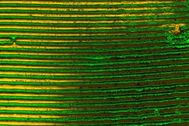 soyut yeşil doku arkaplanı, boşluk duvar kağıdını kopyala