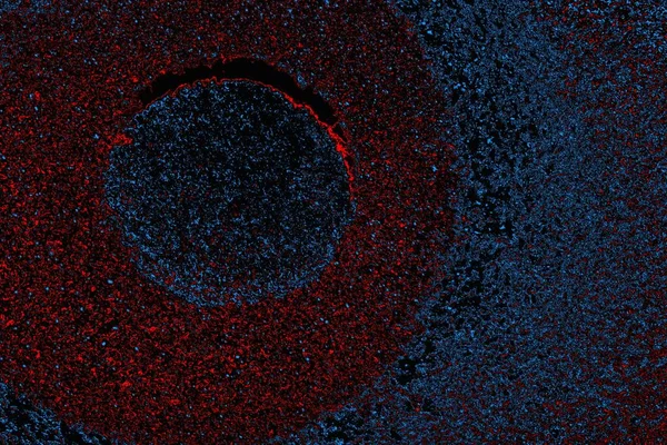 soyut mavi ve kırmızı doku, grunge arkaplan, boşluk duvar kağıdını kopyala