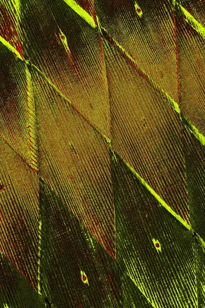  grunge arkaplanı, boşluk duvar kağıdını kopyala, soyut renkli doku arkaplanı