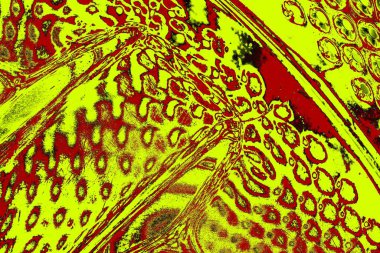 Soyut pejmürde bir doku. Asit grunge arkaplanı, metin veya reklamınız için boşluk resmini kopyala