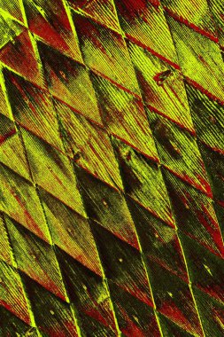  grunge arkaplanı, boşluk duvar kağıdını kopyala, soyut renkli doku arkaplanı